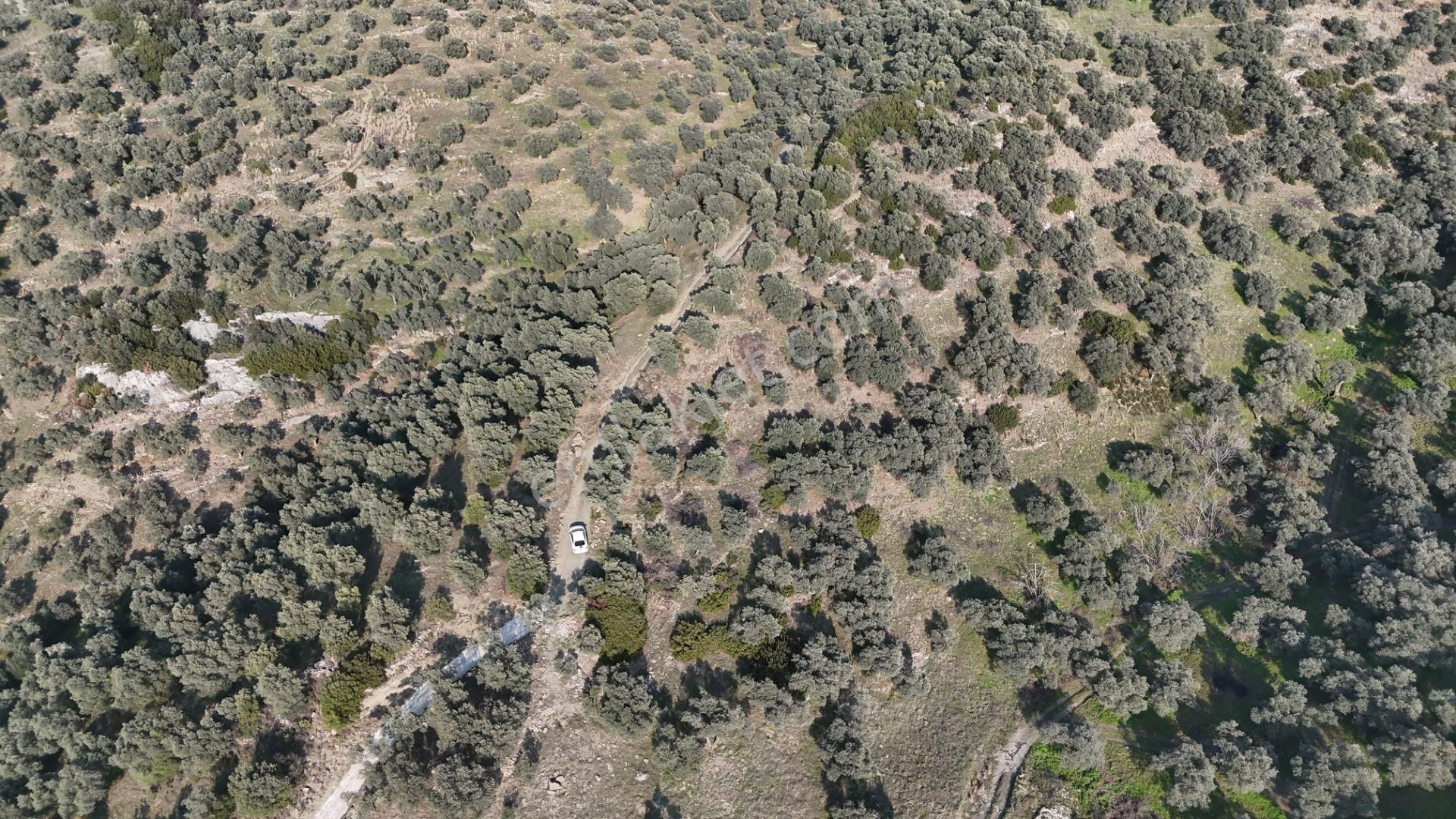 Belevi'de Satılık Müstakil Zeytinlik - 5151 M² - Araç Takaslı