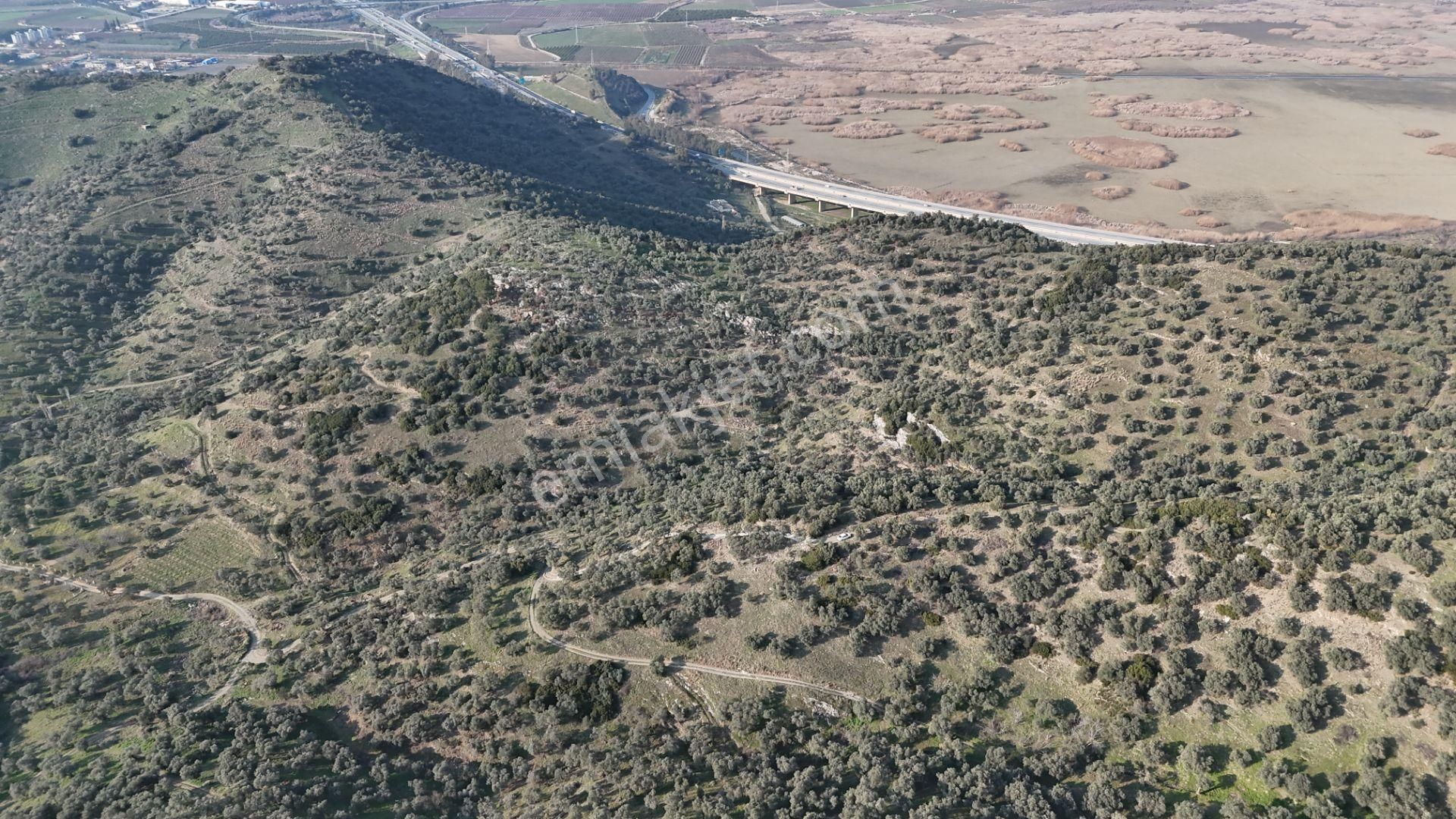 Belevi'de Satılık Müstakil Zeytinlik - 5151 M² - Araç Takaslı - Görsel 3