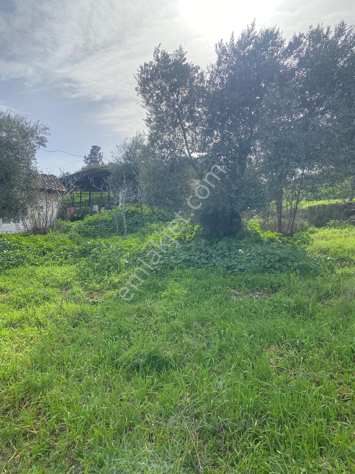 Aydın Dalama Mahallesin'de Satılık 1620 M2 Bahçe Evi - Görsel 20