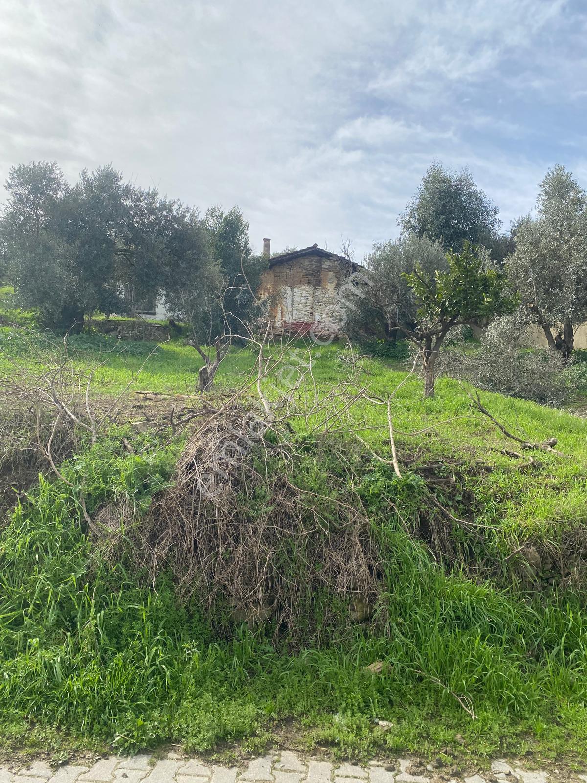 Aydın Dalama Mahallesin'de Satılık 1620 M2 Bahçe Evi - Görsel 18