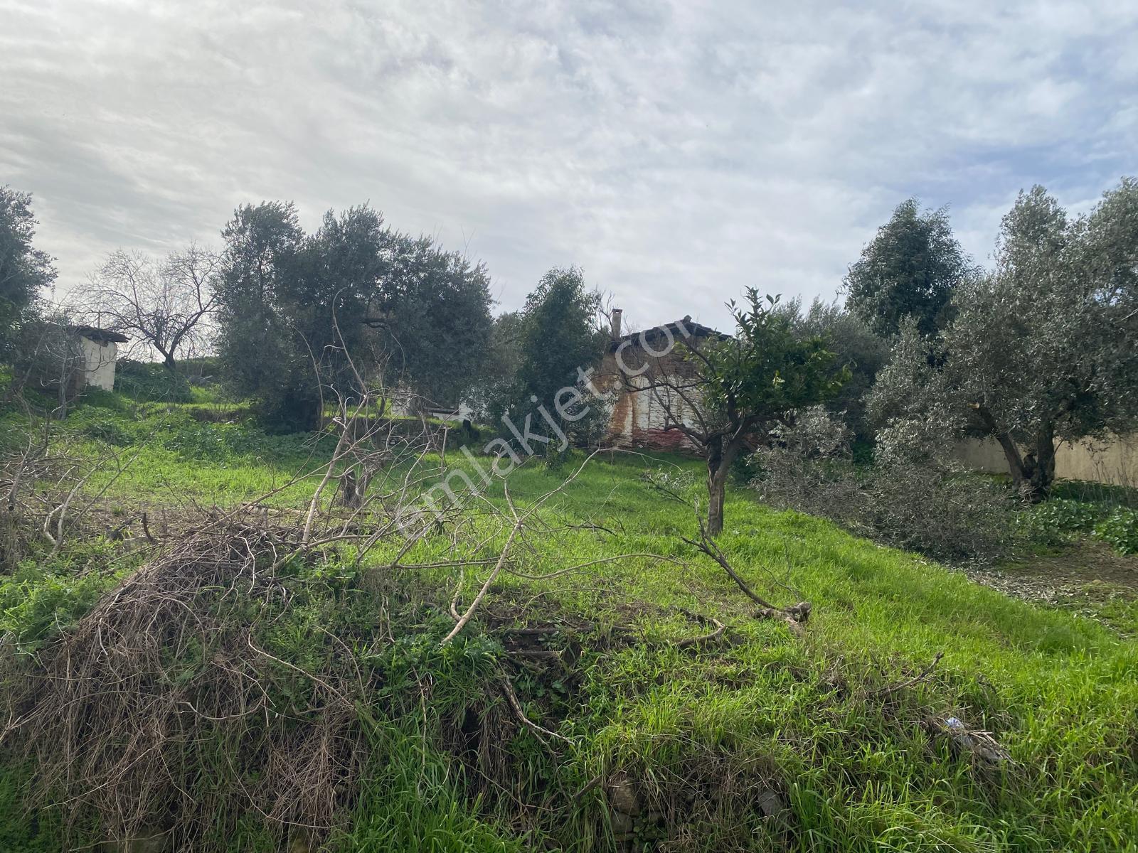 Aydın Dalama Mahallesin'de Satılık 1620 M2 Bahçe Evi - Görsel 9