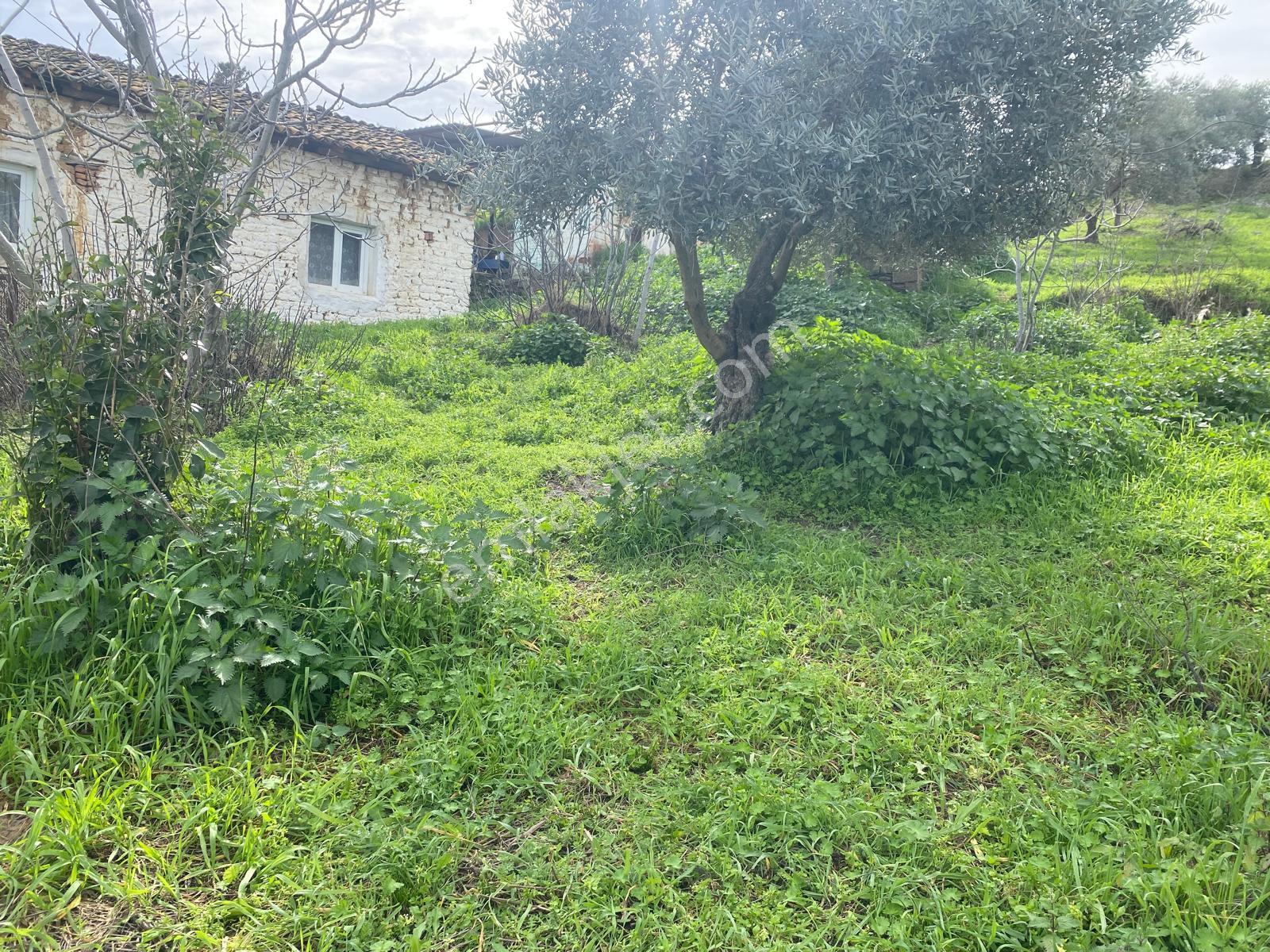 Aydın Dalama Mahallesin'de Satılık 1620 M2 Bahçe Evi - Görsel 7