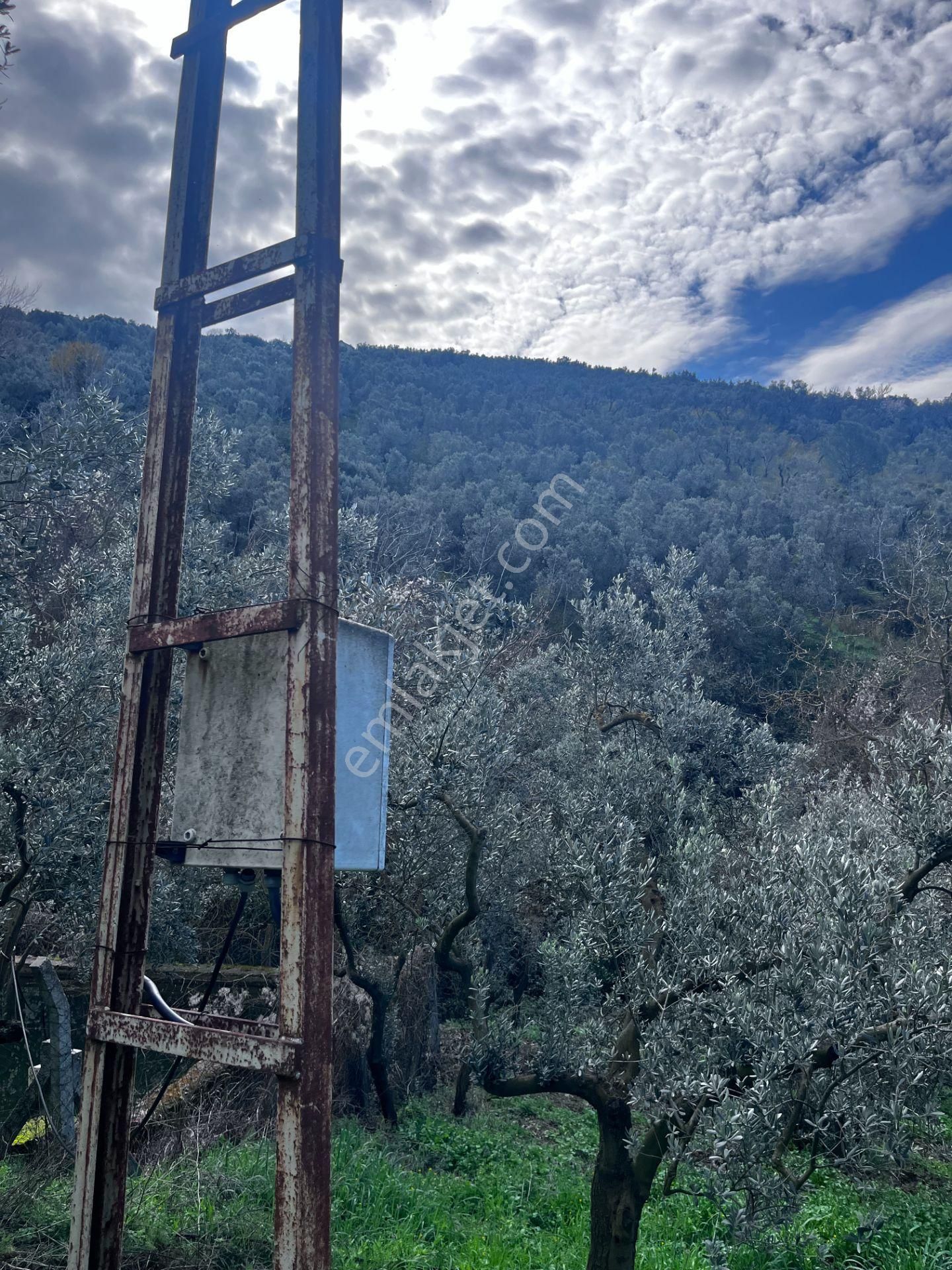 C21 Cius ; K.kumla Mah.de Deniz Manzaralı Satılık Zeytinlik - Görsel 20