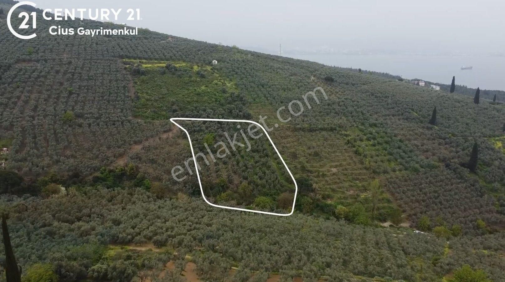 C21 Cius ; K.kumla Mah.de Deniz Manzaralı Satılık Zeytinlik - Görsel 4
