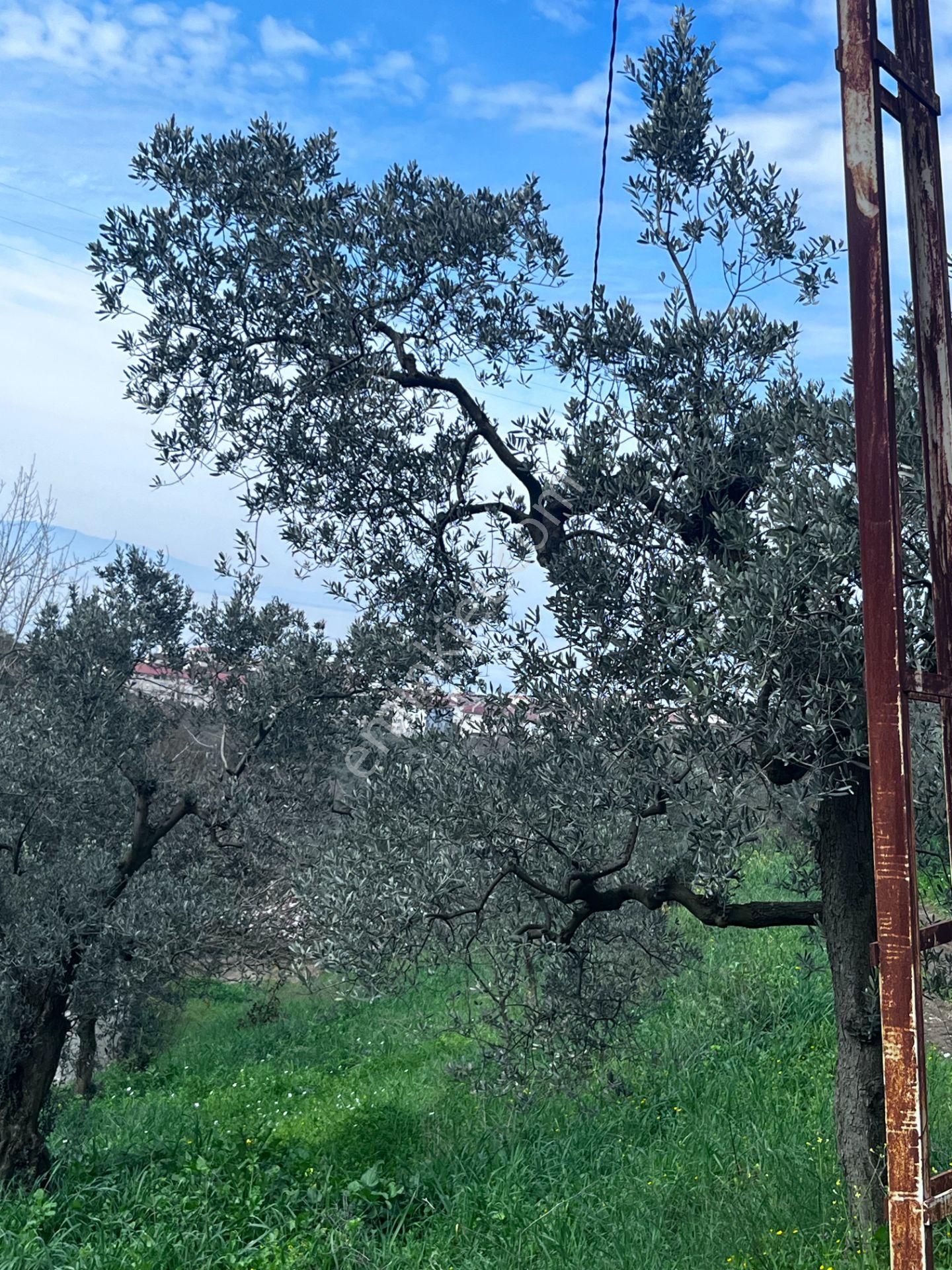 C21 Cius ; K.kumla Mah.de Deniz Manzaralı Satılık Zeytinlik - Görsel 26