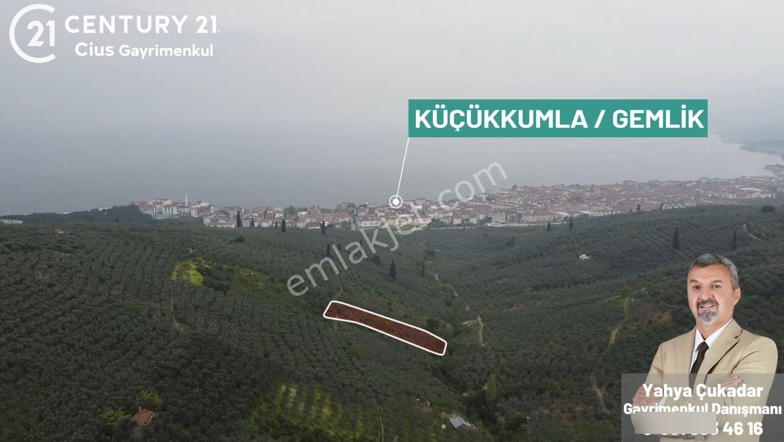 C21 Cius ; K.kumla Mah.de Deniz Manzaralı Satılık Zeytinlik