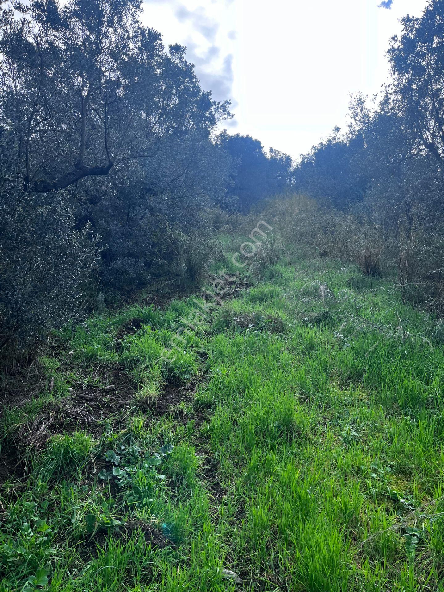 C21 Cius ; K.kumla Mah.de Deniz Manzaralı Satılık Zeytinlik - Görsel 27