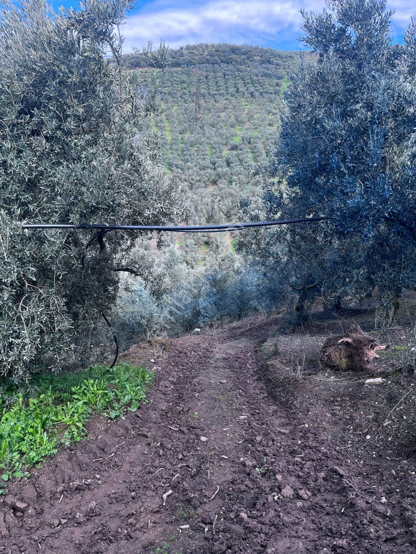 C21 Cius ; K.kumla Mah.de Deniz Manzaralı Satılık Zeytinlik - Görsel 30