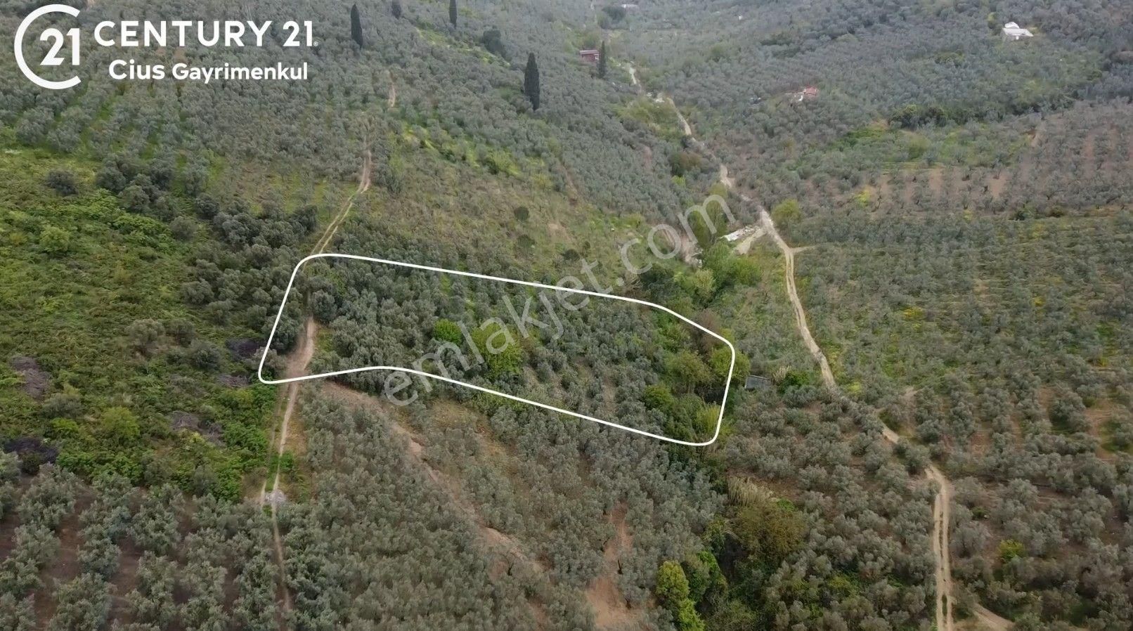 C21 Cius ; K.kumla Mah.de Deniz Manzaralı Satılık Zeytinlik - Görsel 3