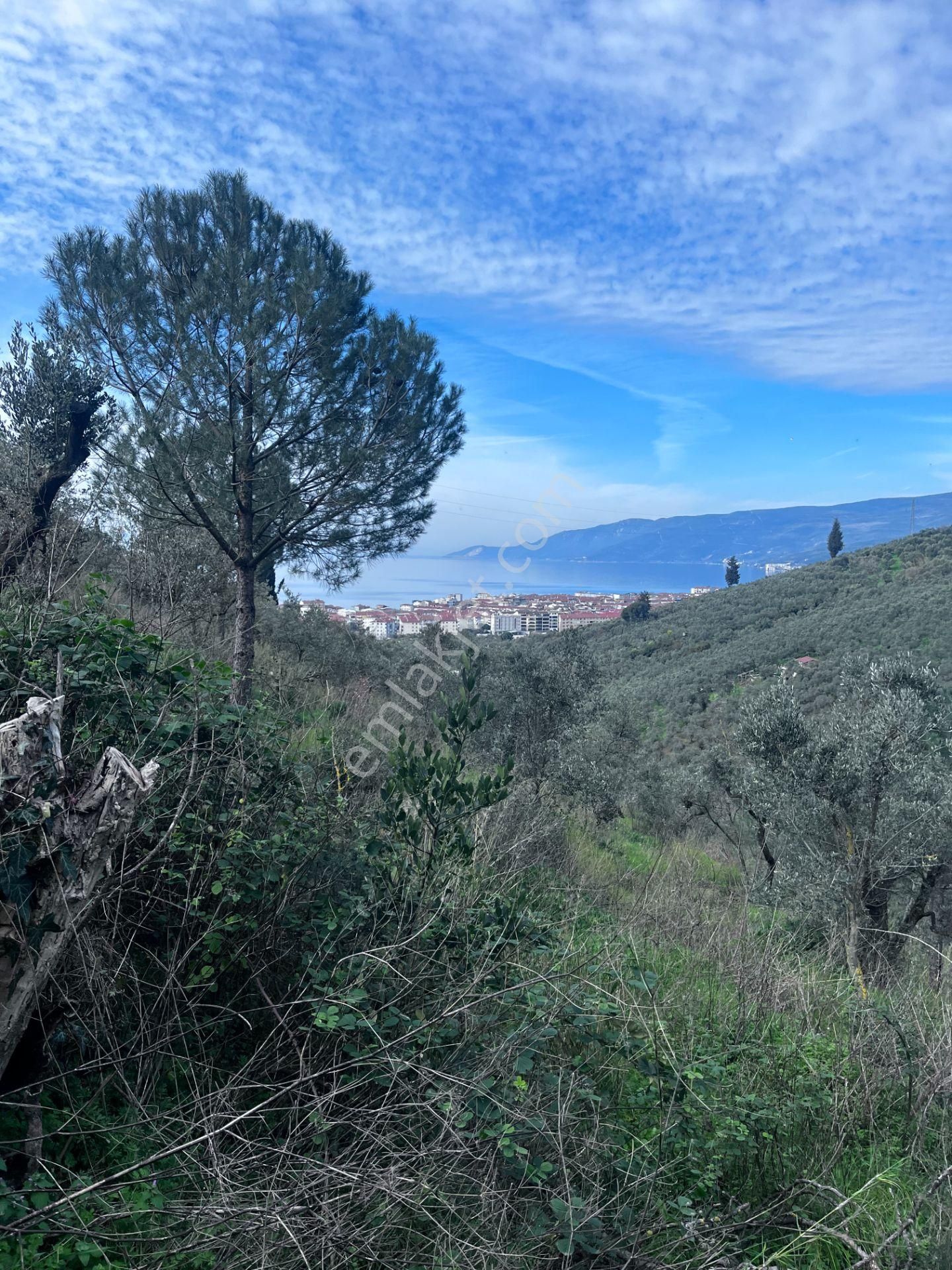 C21 Cius ; K.kumla Mah.de Deniz Manzaralı Satılık Zeytinlik - Görsel 29