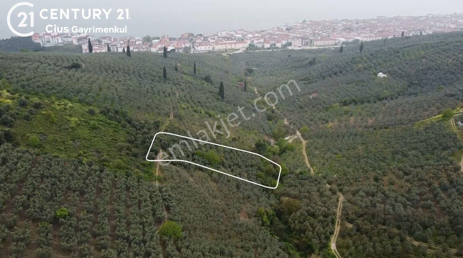 C21 Cius ; K.kumla Mah.de Deniz Manzaralı Satılık Zeytinlik - Görsel 2