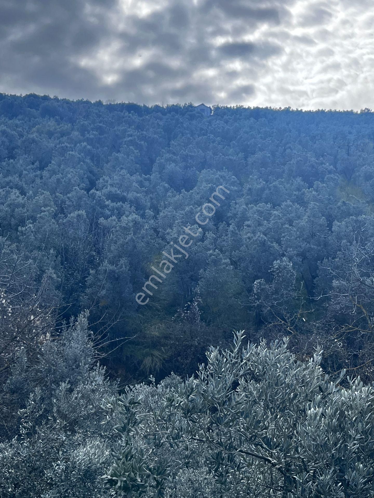 C21 Cius ; K.kumla Mah.de Deniz Manzaralı Satılık Zeytinlik - Görsel 24