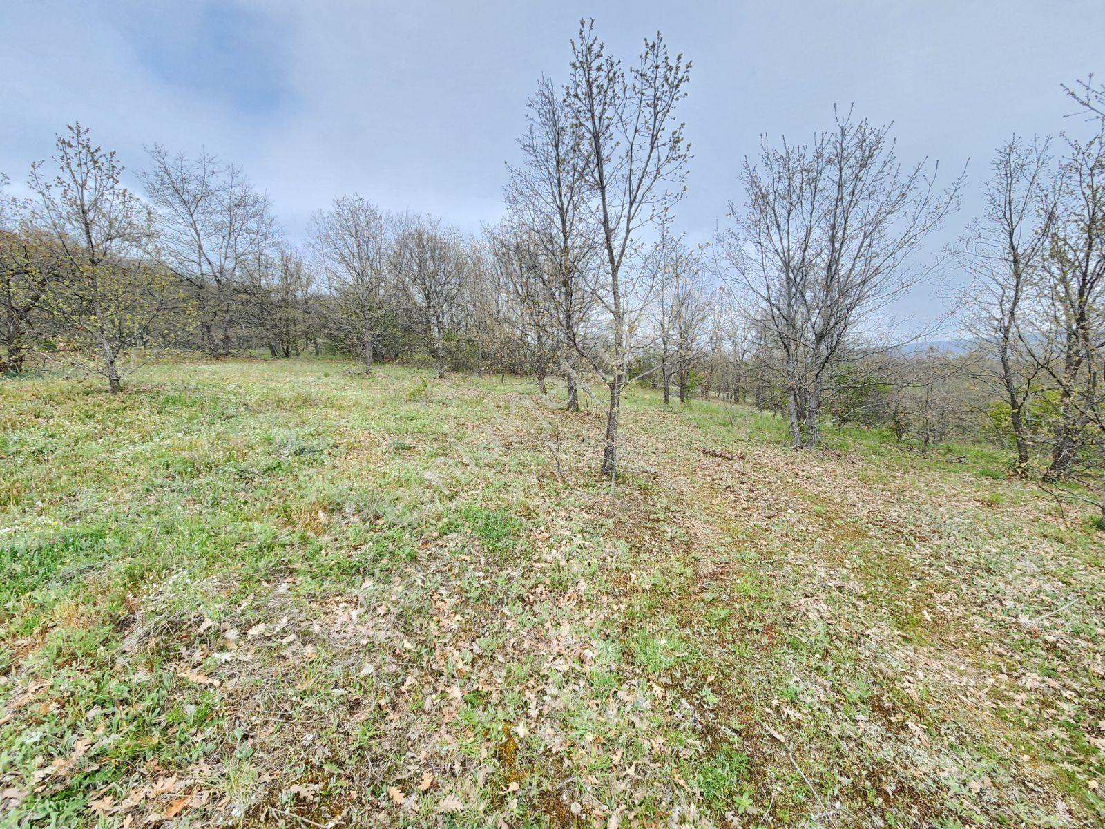 Bozüyük Merkeze 4 Km Karabayır 3289 M2 Etrafında Bağ Evleri Var - Görsel 9