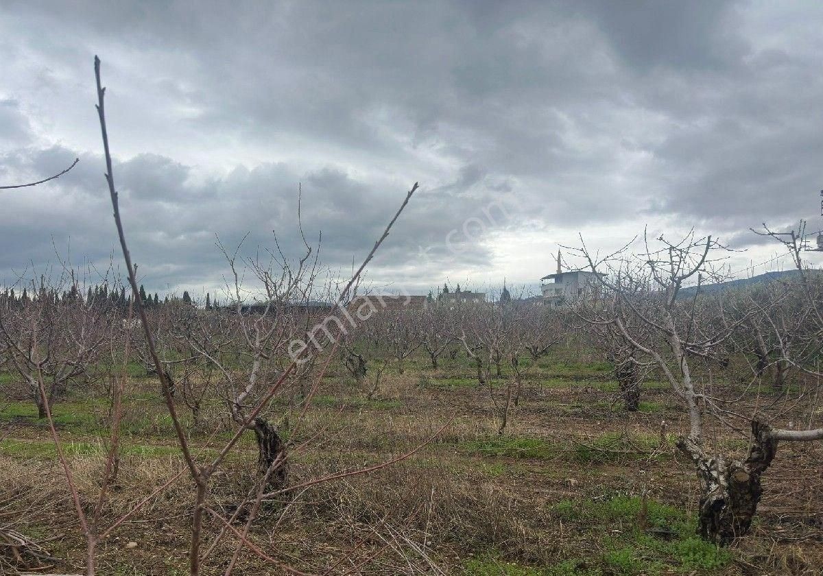 İzmir Halilbeyli Mh Elektirik Suyu Olan 16390m2 Arazi - Görsel 18