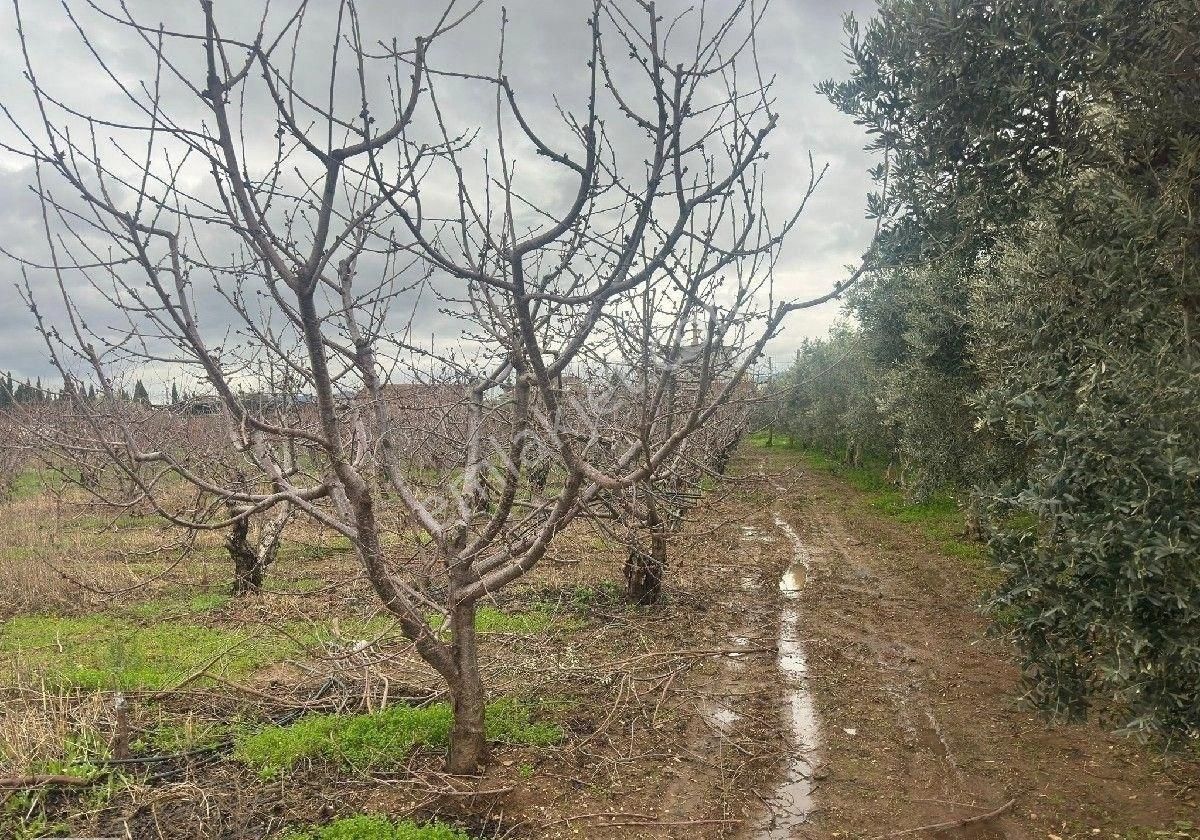 İzmir Halilbeyli Mh Elektirik Suyu Olan 16390m2 Arazi - Görsel 6
