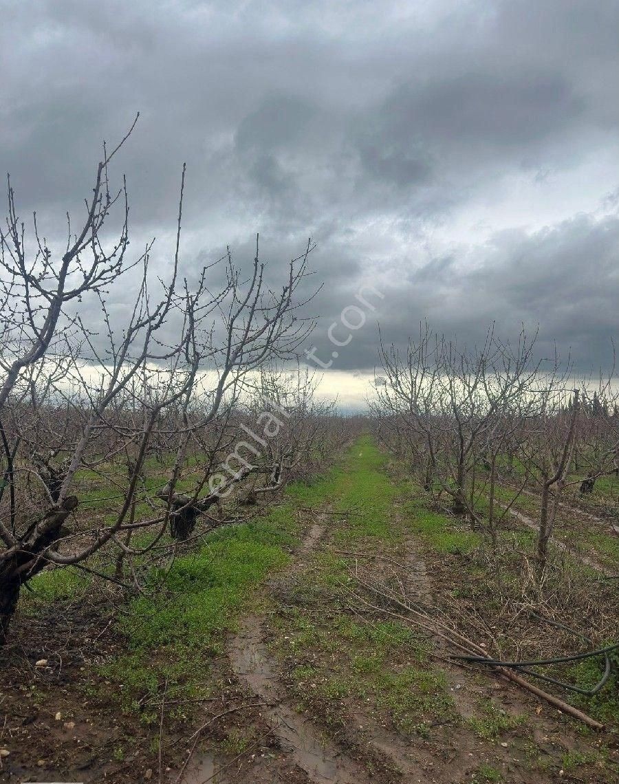 İzmir Halilbeyli Mh Elektirik Suyu Olan 16390m2 Arazi - Görsel 26