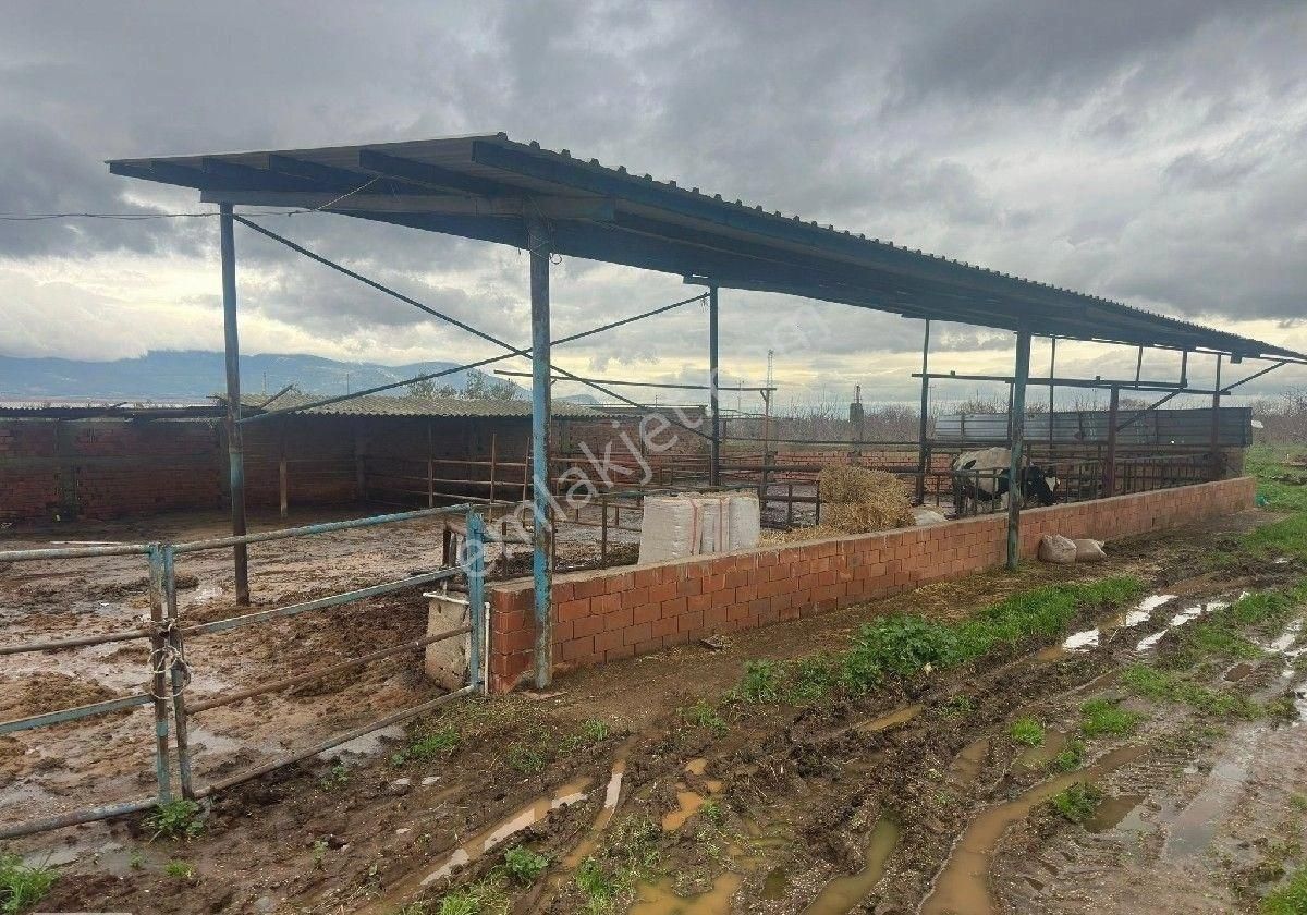 İzmir Halilbeyli Mh Elektirik Suyu Olan 16390m2 Arazi - Görsel 25