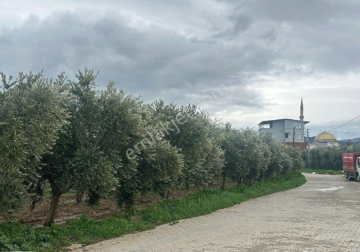 İzmir Halilbeyli Mh Elektirik Suyu Olan 16390m2 Arazi