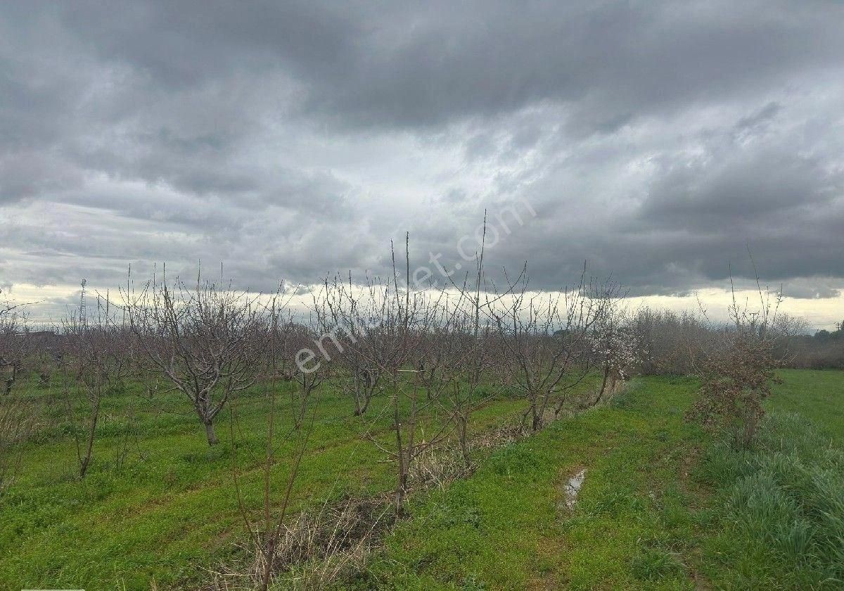 İzmir Halilbeyli Mh Elektirik Suyu Olan 16390m2 Arazi - Görsel 11