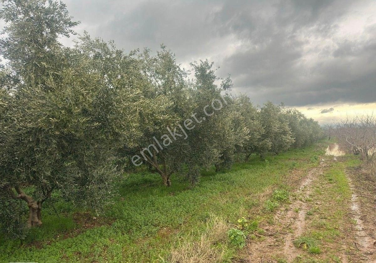 İzmir Halilbeyli Mh Elektirik Suyu Olan 16390m2 Arazi - Görsel 15