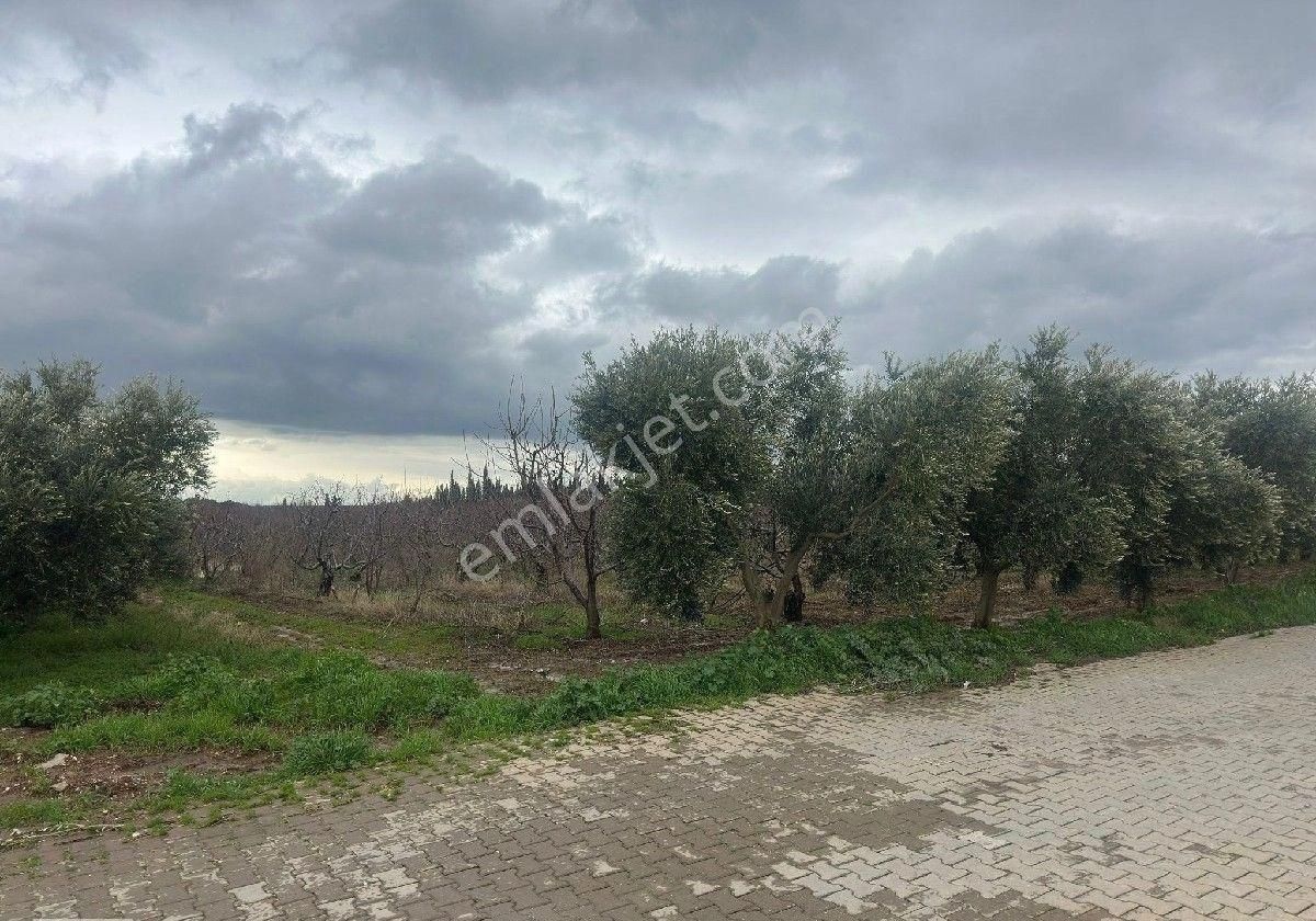 İzmir Halilbeyli Mh Elektirik Suyu Olan 16390m2 Arazi - Görsel 16