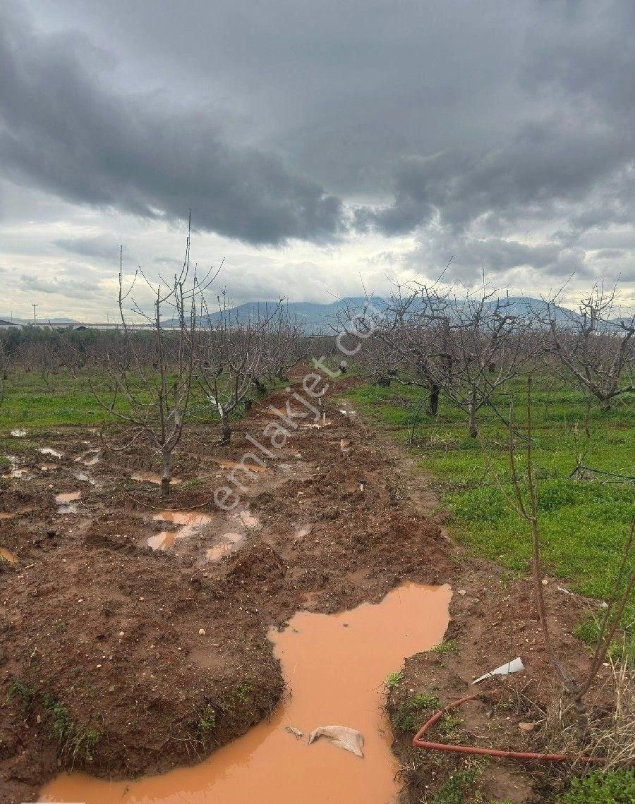 İzmir Halilbeyli Mh Elektirik Suyu Olan 16390m2 Arazi - Görsel 34