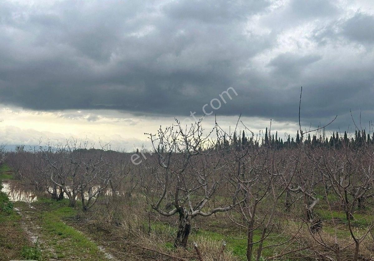 İzmir Halilbeyli Mh Elektirik Suyu Olan 16390m2 Arazi - Görsel 9
