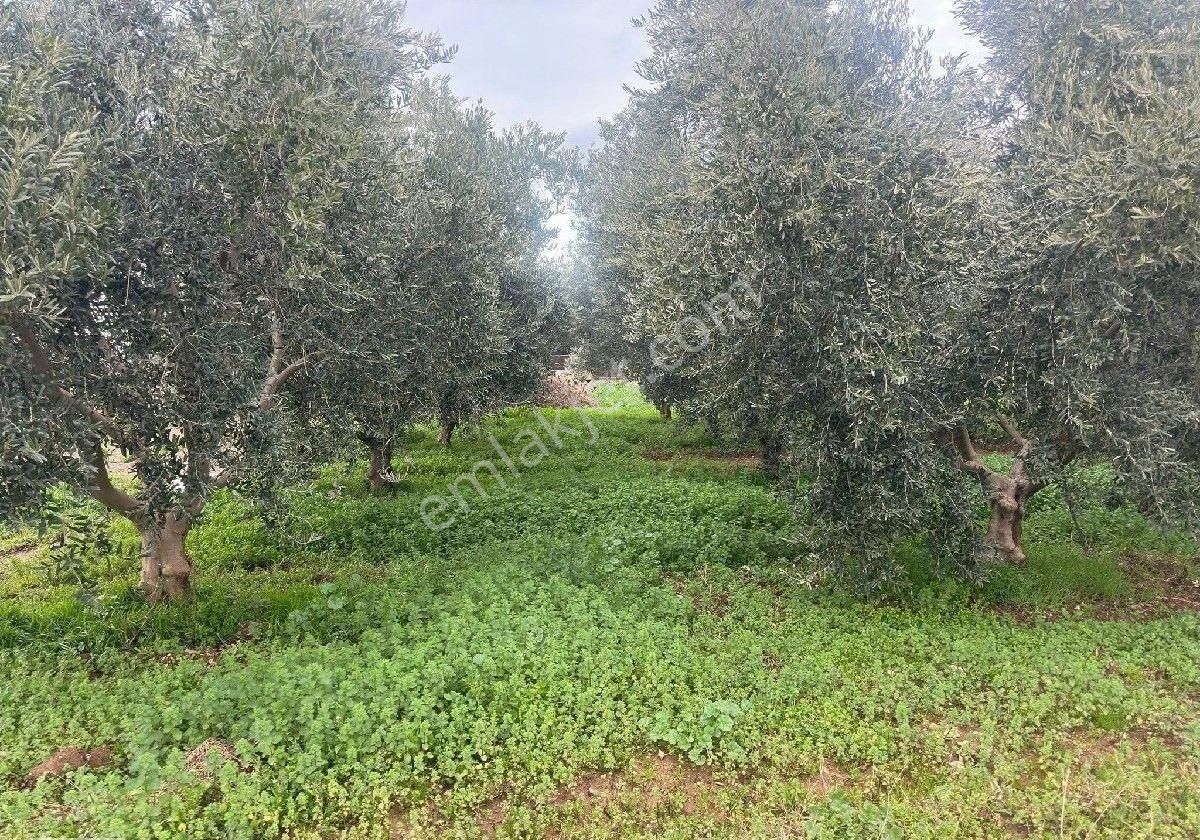 İzmir Halilbeyli Mh Elektirik Suyu Olan 16390m2 Arazi - Görsel 28