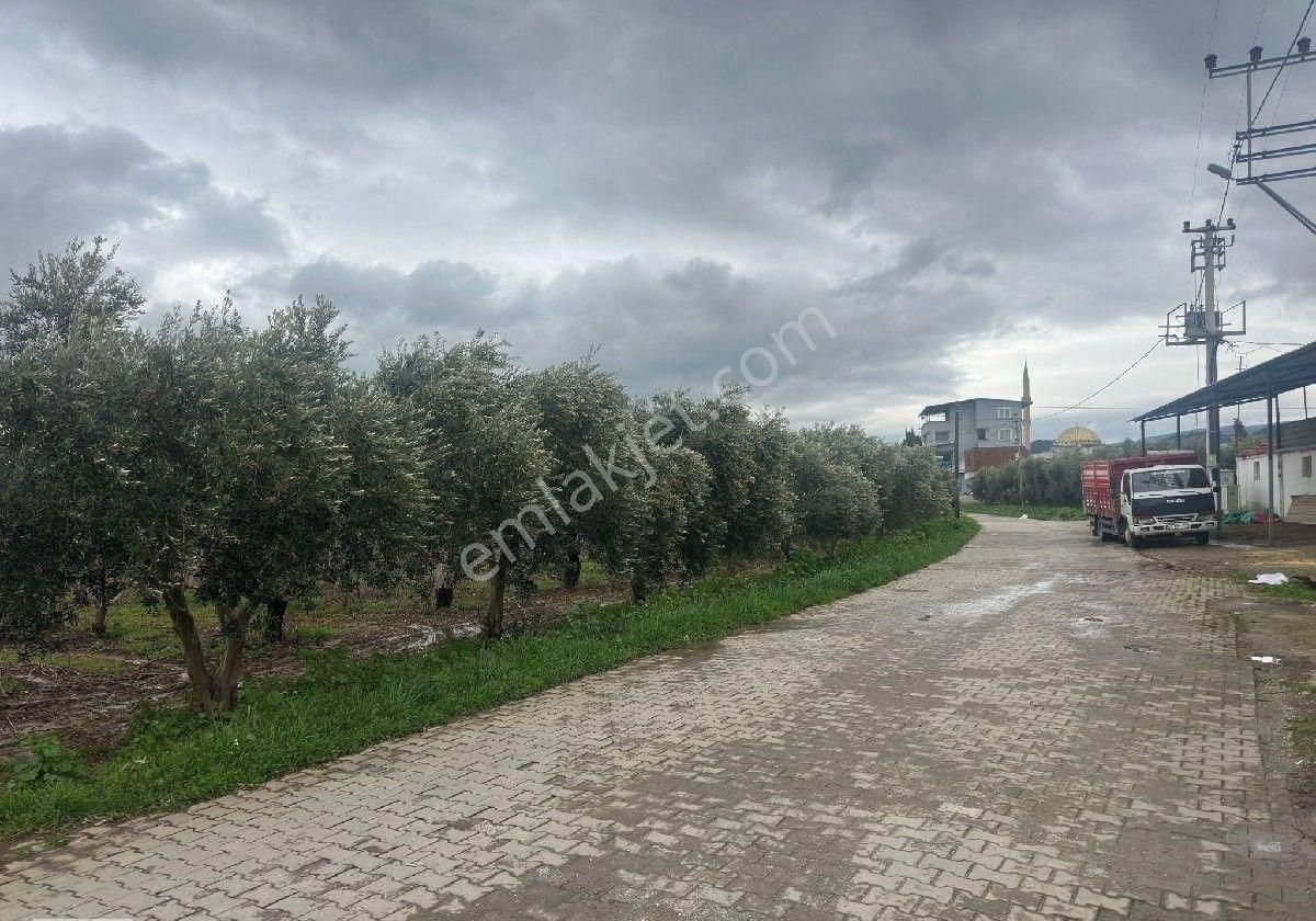 İzmir Halilbeyli Mh Elektirik Suyu Olan 16390m2 Arazi - Görsel 31