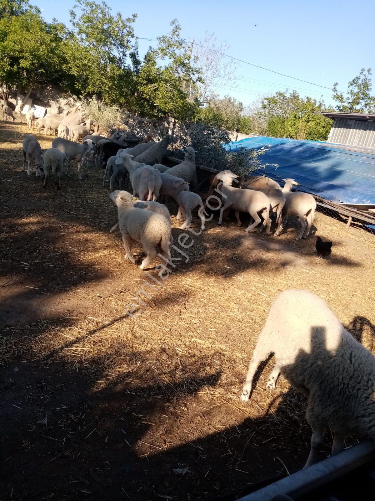Acil Sermayeli Ortak Aranıyor - Görsel 14