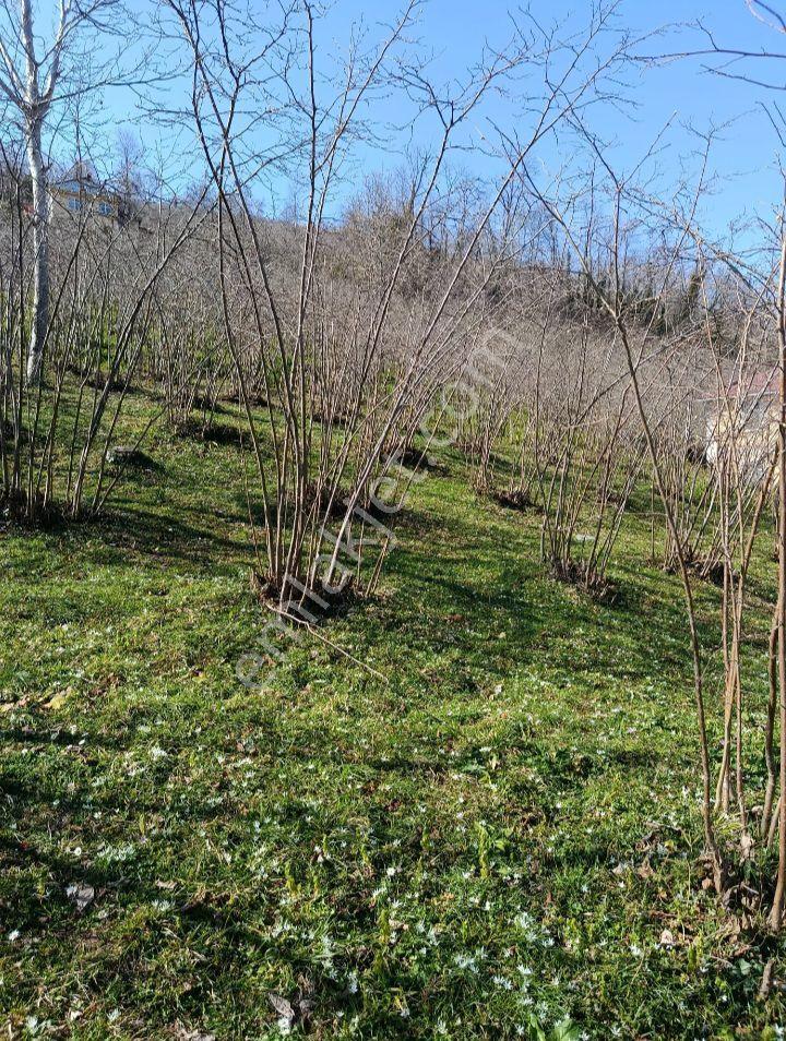 Ordu Ulubey Kardeşler Mah.591 M2 Düz Olan Parselimiz Satılıktır - Görsel 15