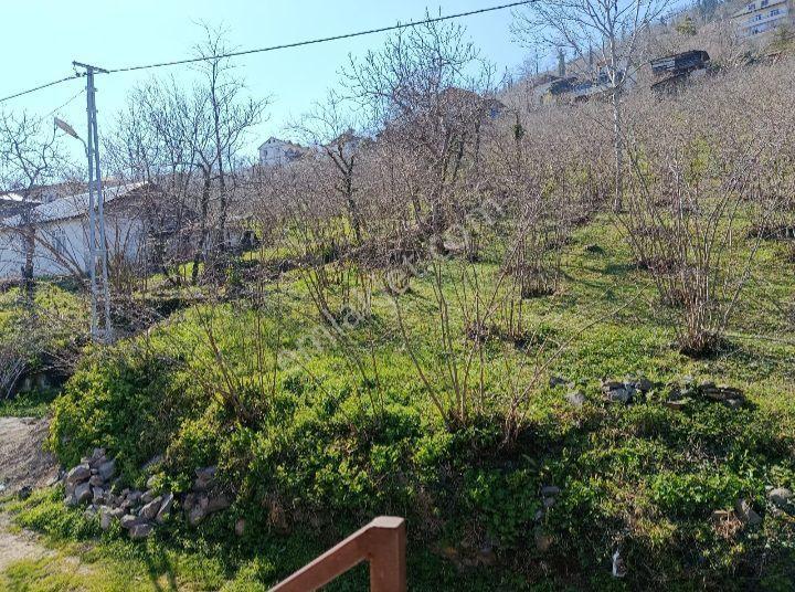 Ordu Ulubey Kardeşler Mah.591 M2 Düz Olan Parselimiz Satılıktır - Görsel 7