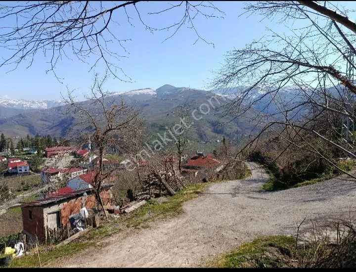 Ordu Ulubey Kardeşler Mah.591 M2 Düz Olan Parselimiz Satılıktır