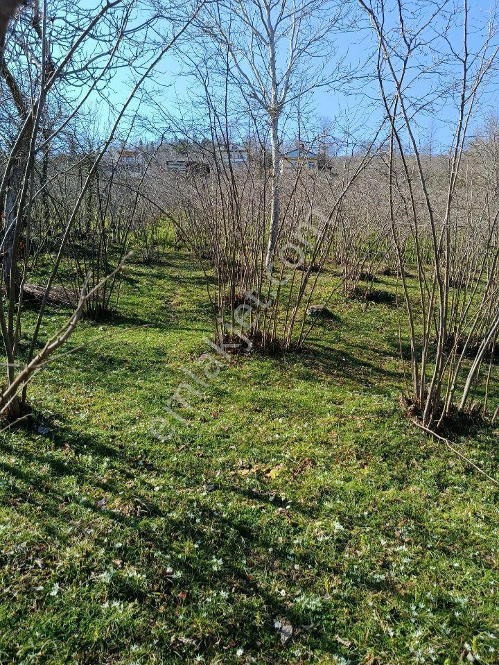 Ordu Ulubey Kardeşler Mah.591 M2 Düz Olan Parselimiz Satılıktır - Görsel 16