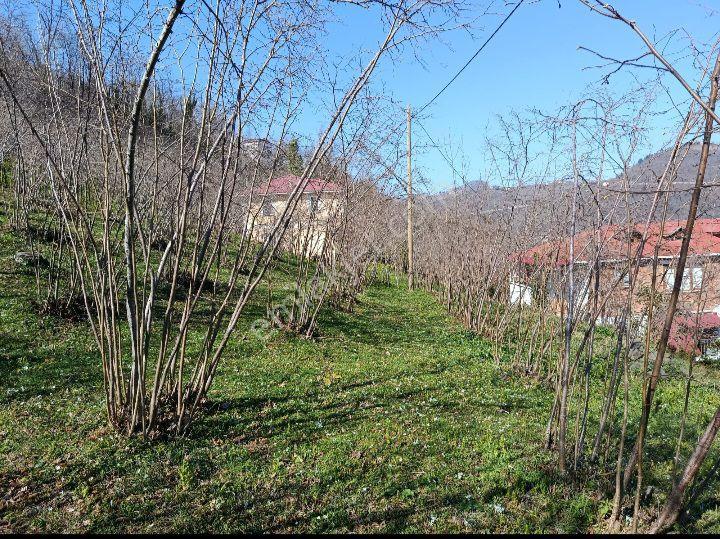 Ordu Ulubey Kardeşler Mah.591 M2 Düz Olan Parselimiz Satılıktır - Görsel 24