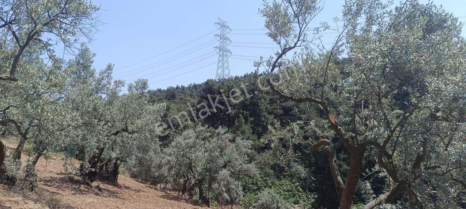 Bursa Osmangazi Fırsat Yatırım Ve Kullanım 3873 M2 Satılık Arsa - Görsel 14