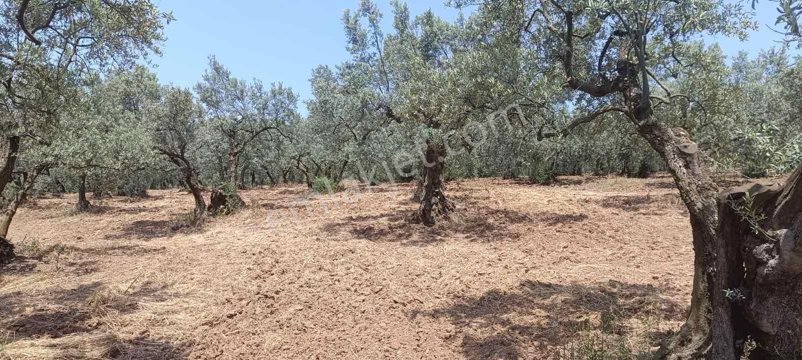 Bursa Osmangazi Fırsat Yatırım Ve Kullanım 3873 M2 Satılık Arsa - Görsel 15