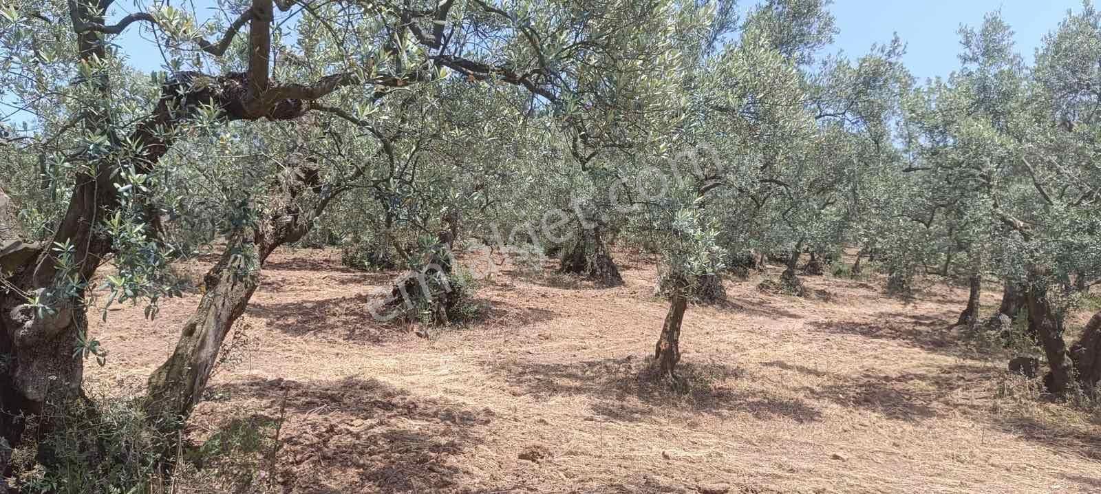 Bursa Osmangazi Fırsat Yatırım Ve Kullanım 3873 M2 Satılık Arsa - Görsel 19