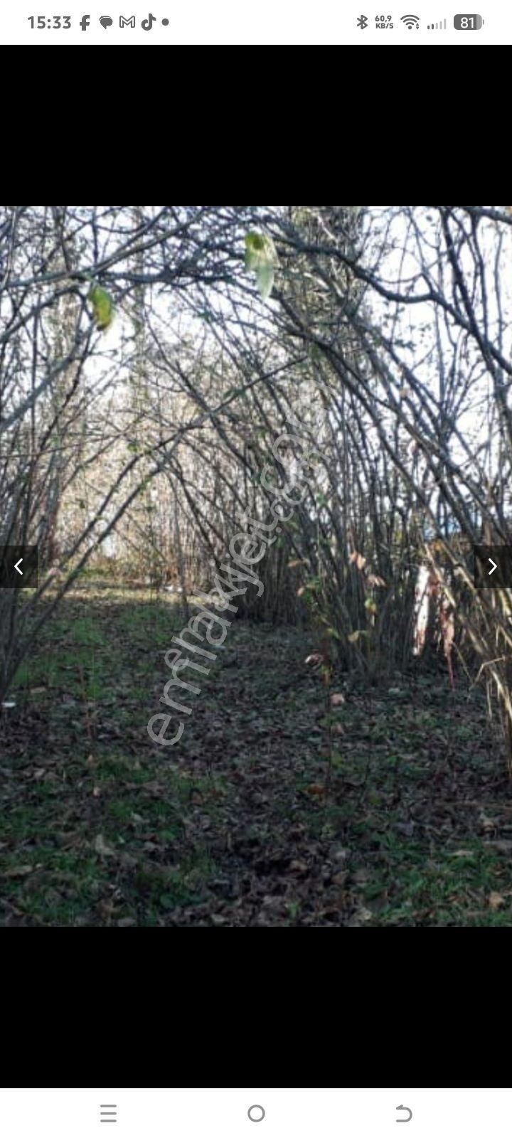 Perşembe Caytepe Satılık İmarlı Bahçe - Görsel 2