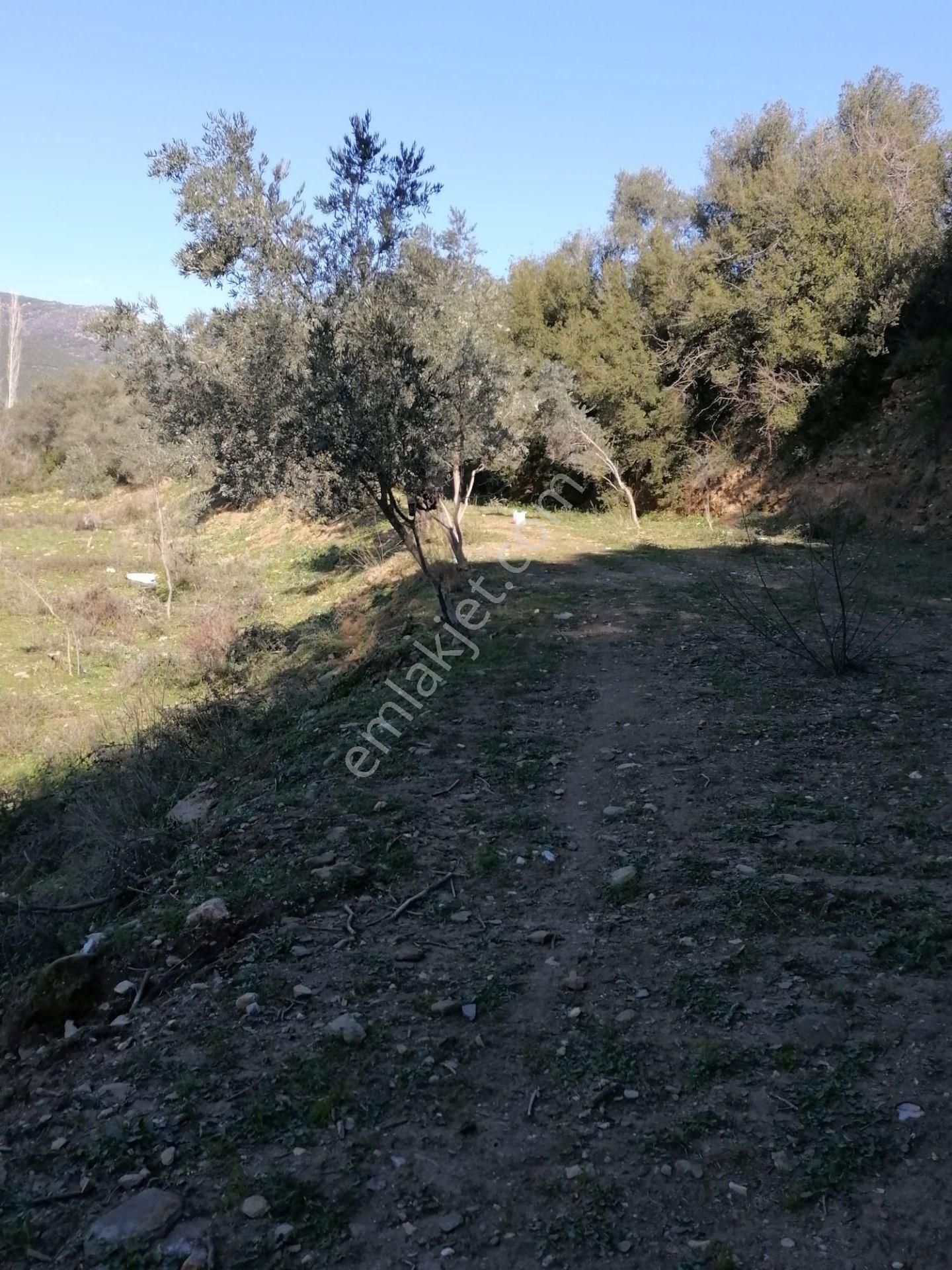 İzmir Tire Derebaşı Köyü Satılık Zeytin Bahçesi - Görsel 5