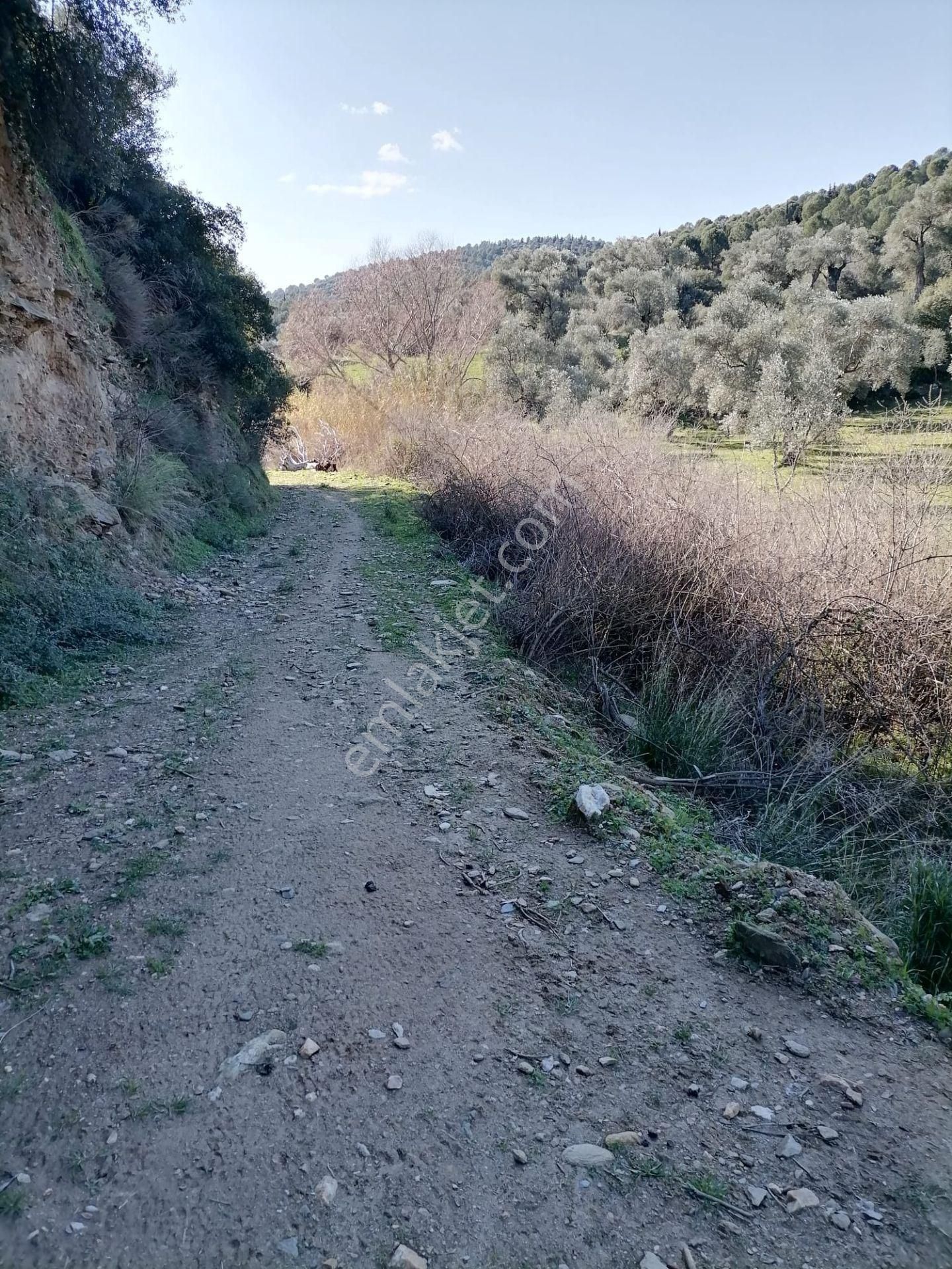 İzmir Tire Derebaşı Köyü Satılık Zeytin Bahçesi - Görsel 4