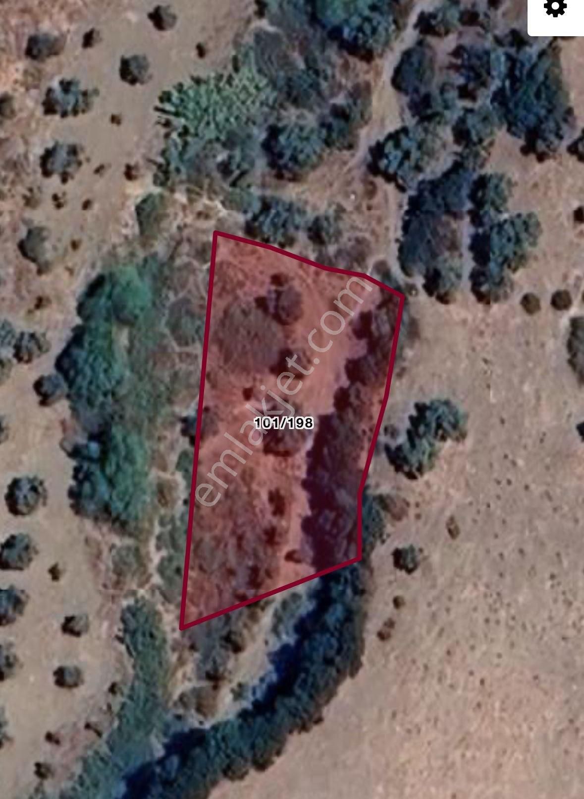 İzmir Tire Derebaşı Köyü Satılık Zeytin Bahçesi