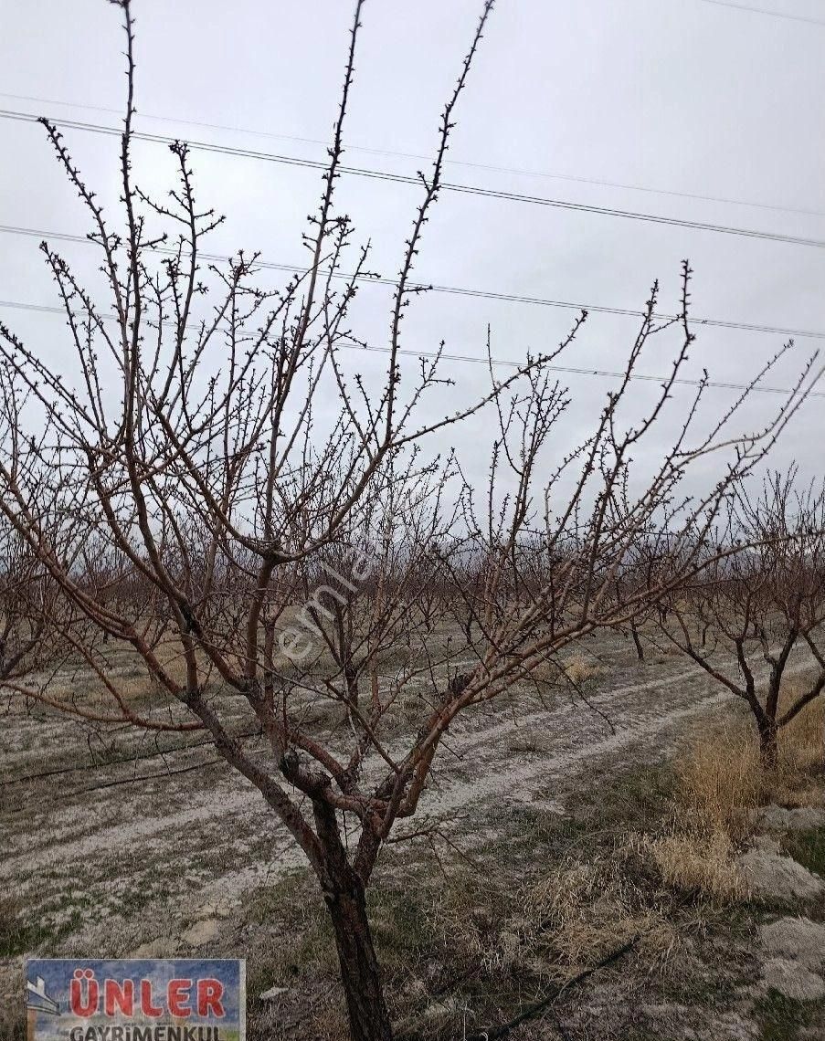 Adabağda 765 Dönüm Badem Bahçesi - Görsel 2