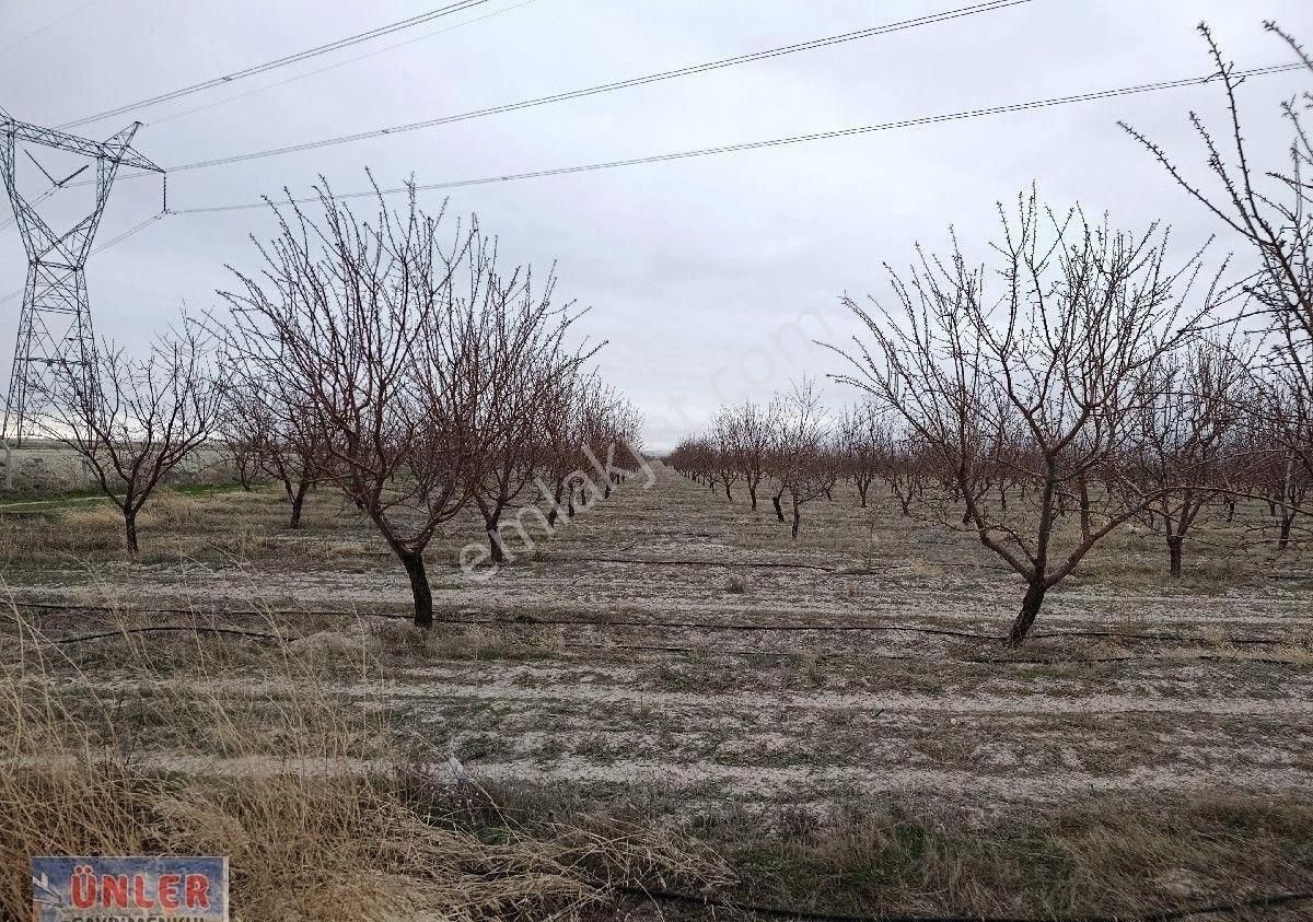 Adabağda 765 Dönüm Badem Bahçesi - Görsel 3