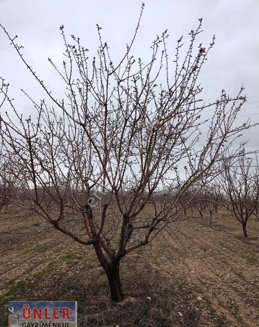 Adabağda 765 Dönüm Badem Bahçesi - Görsel 25