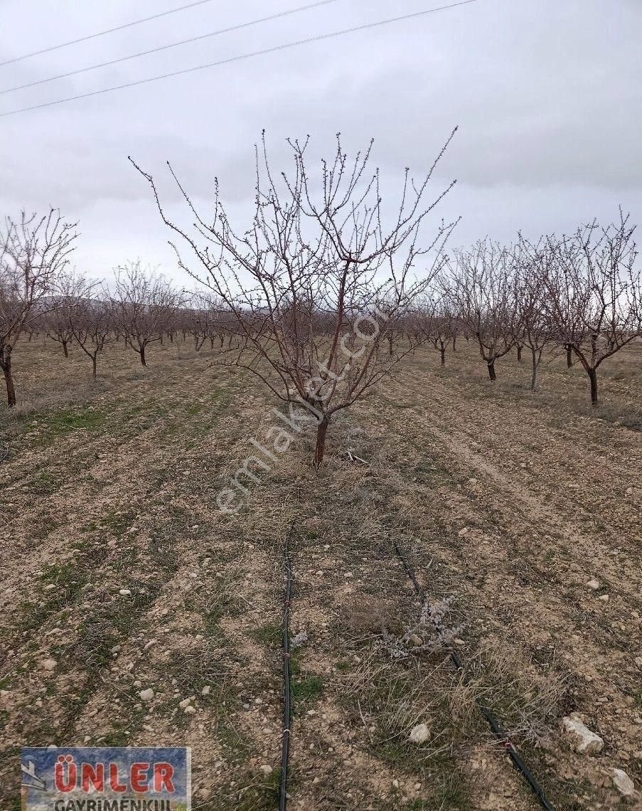 Adabağda 765 Dönüm Badem Bahçesi - Görsel 23