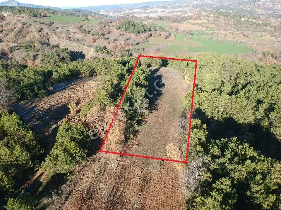 Bilecik Yenipazar Caferler Mah 1759 M2 Köy Dibi Meyve Bahçe Yanı