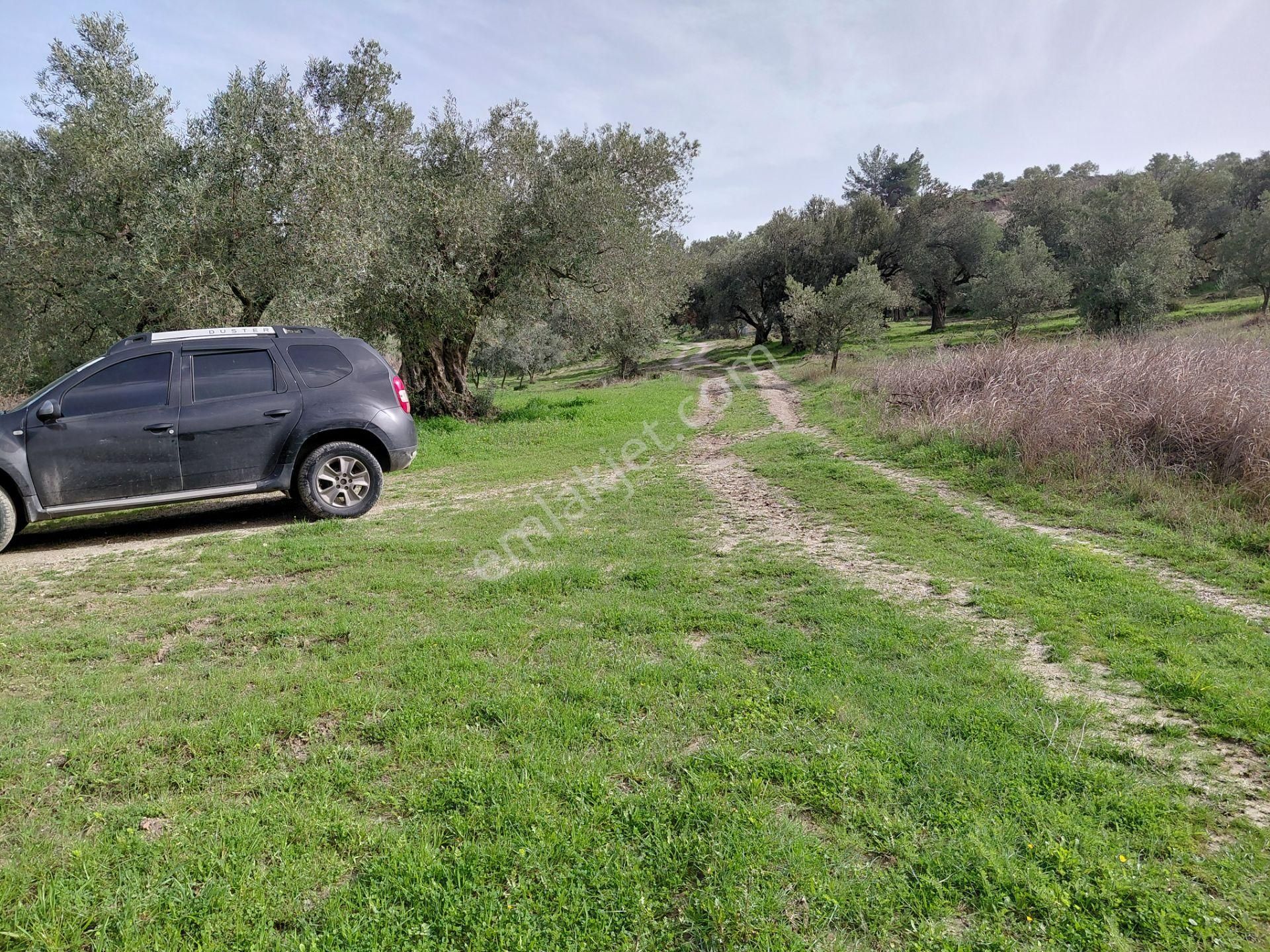 Saruhanlı Pınarbaşın Da Satılık 6.300 M2 Bakımlı Zeytinlik 1.800.000 Tl - Görsel 17