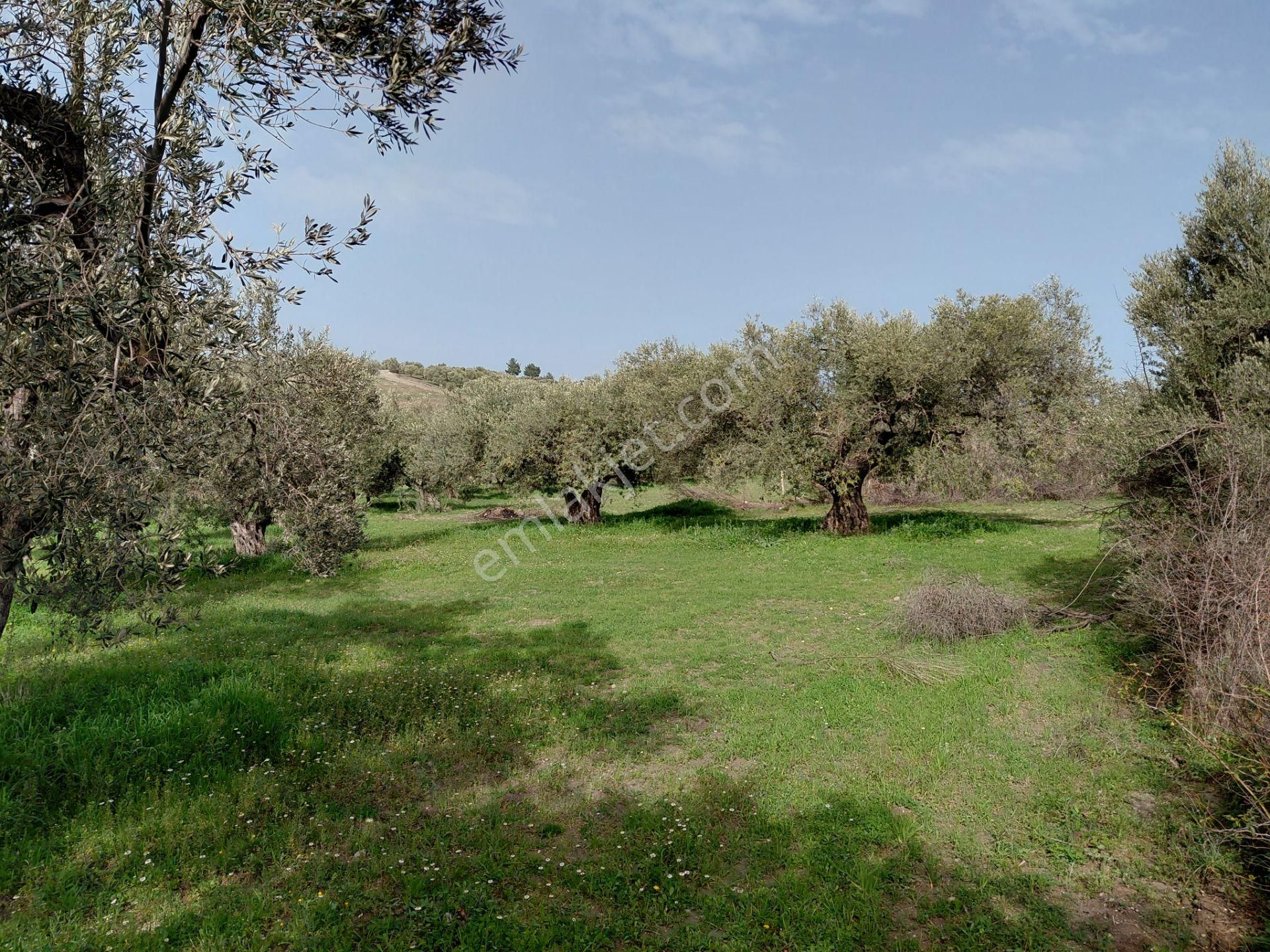 Saruhanlı Pınarbaşın Da Satılık 6.300 M2 Bakımlı Zeytinlik 1.800.000 Tl - Görsel 13