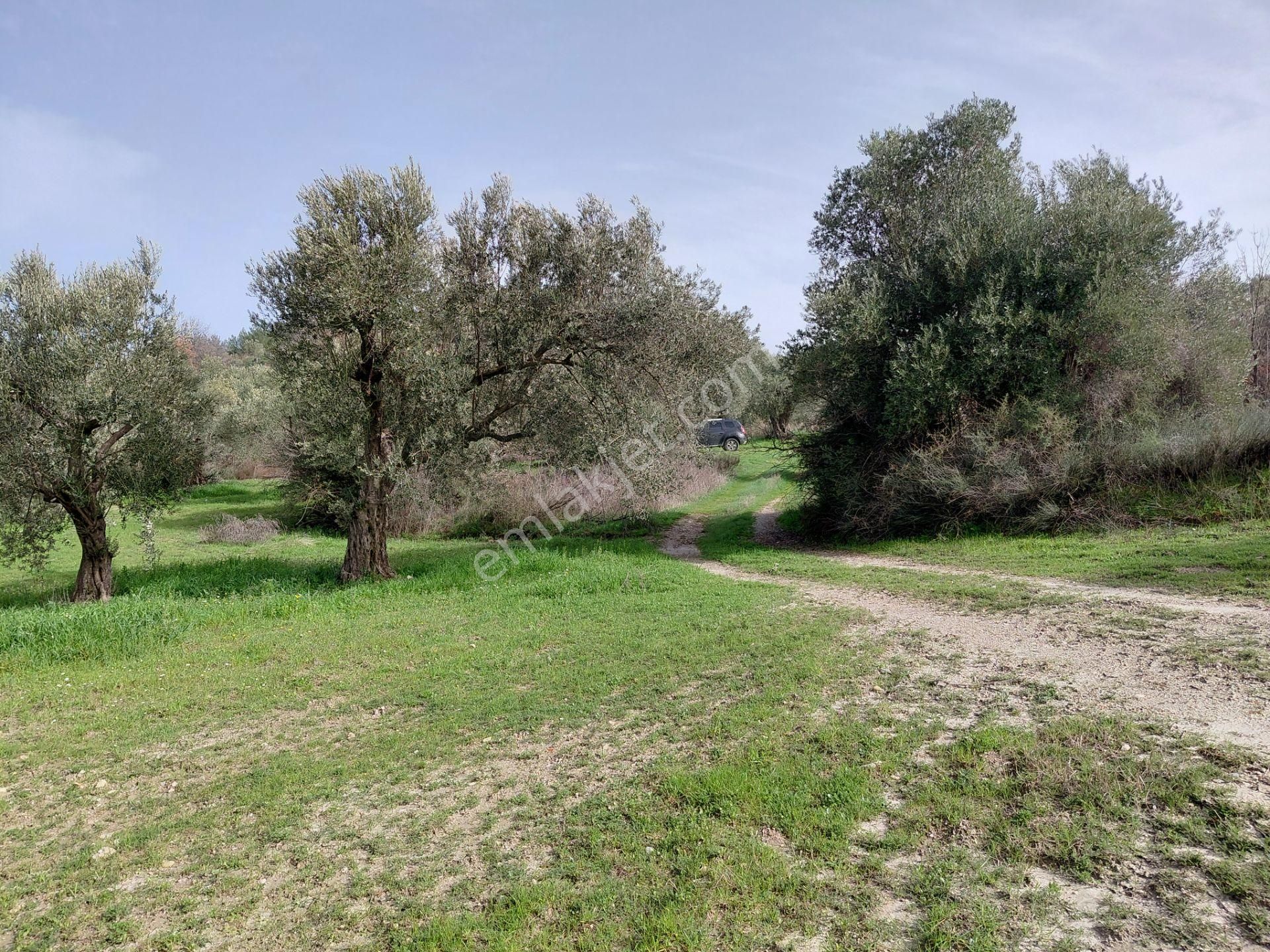 Saruhanlı Pınarbaşın Da Satılık 6.300 M2 Bakımlı Zeytinlik 1.800.000 Tl - Görsel 7